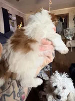 Snickers , a female Shihpoo for sale in Salisbury, NC – 5 of 6