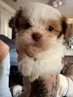 Zazzy, a female Shihpoo for sale in Salisbury, NC – 3 of 5
