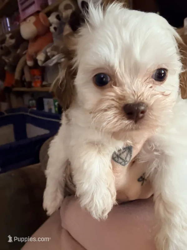 Snickers  – Shihpoo puppy for sale in Salisbury, NC