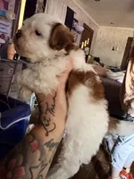 Cole, a male Shihpoo for sale in Salisbury, NC – 4 of 5