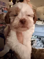 Piper, a female Shihpoo for sale in Salisbury, NC – 5 of 6