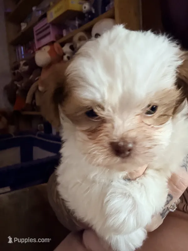 Zazzy – Shihpoo puppy for sale in Salisbury, NC