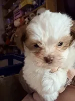 Zazzy, a female Shihpoo for sale in Salisbury, NC – 1 of 5