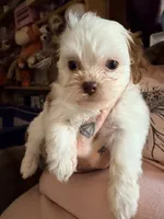 Snickers , a female Shihpoo for sale in Salisbury, NC – 3 of 6