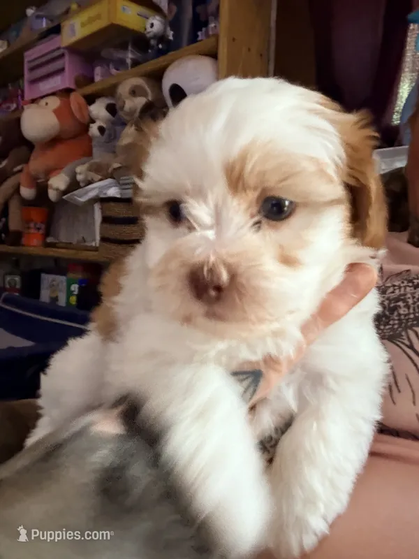 Piper – Shihpoo puppy for sale in Salisbury, NC