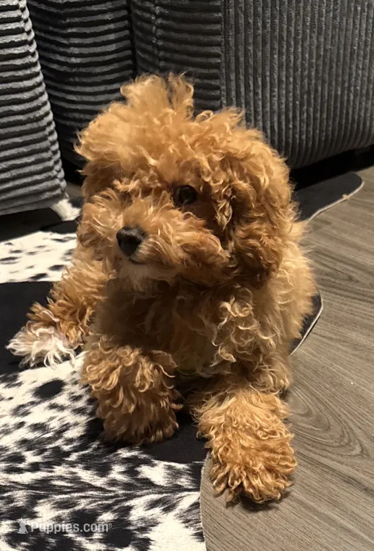 Louie – Poodle - Toy  puppy on hold in Alexandria, VA