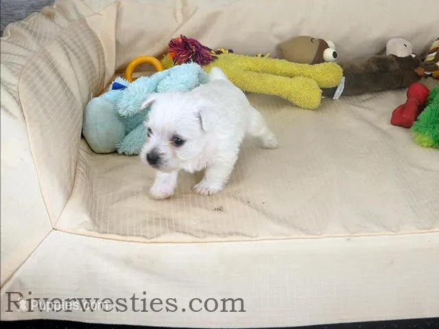 Emily AKC – West Highland White Terrier puppy for sale in Ogden, UT