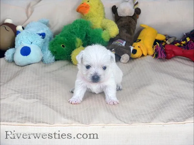Emily AKC, a female West Highland White Terrier for sale in Ogden, UT – Photo 1 of 1