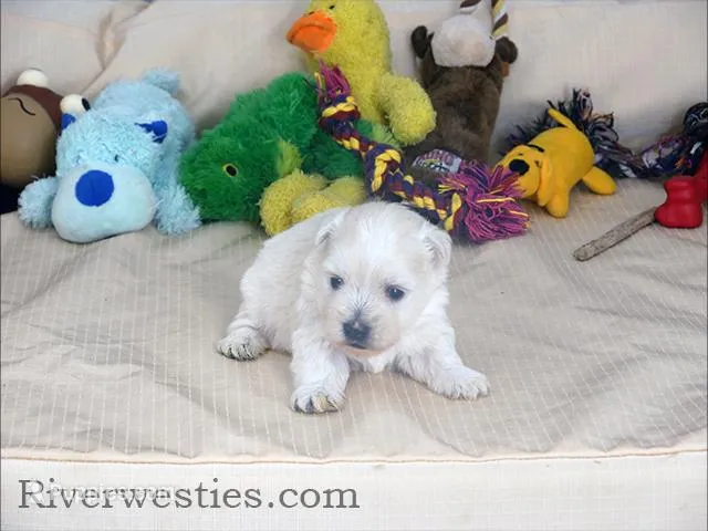 Chad AKC – West Highland White Terrier puppy for sale in Ogden, UT