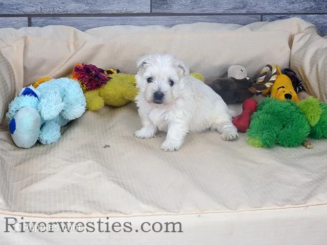 Chad AKC – West Highland White Terrier puppy for sale in Ogden, UT