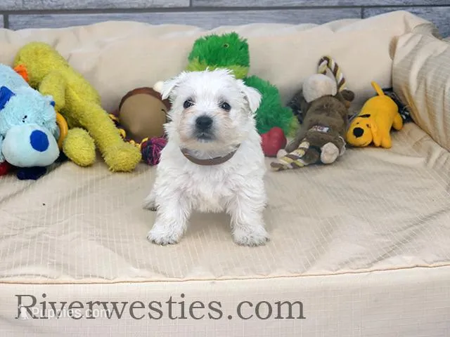 Dodger AKC – West Highland White Terrier puppy for sale in Ogden, UT