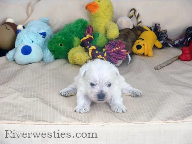 Dodger AKC – West Highland White Terrier puppy for sale in Ogden, UT