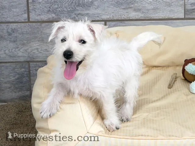 Chad AKC – West Highland White Terrier puppy for sale in Ogden, UT