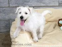 Chad AKC, a male West Highland White Terrier for sale in Ogden, UT – 1 of 1