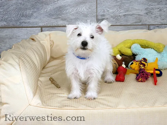 Dodger AKC – West Highland White Terrier puppy for sale in Ogden, UT