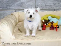 Dodger AKC, a male West Highland White Terrier for sale in Ogden, UT – 1 of 1