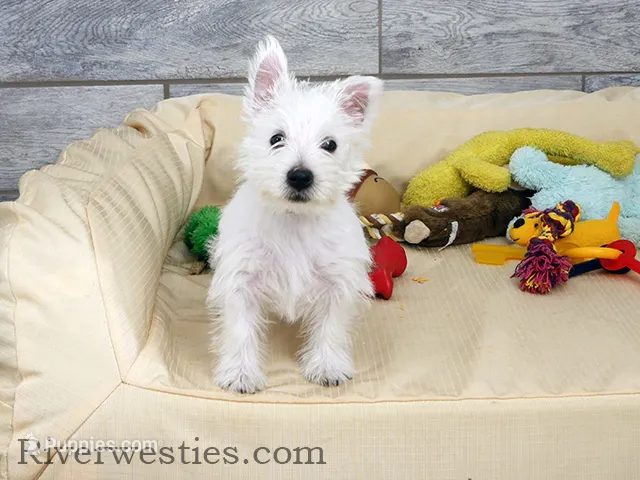 Ben AKC – West Highland White Terrier puppy for sale in Ogden, UT