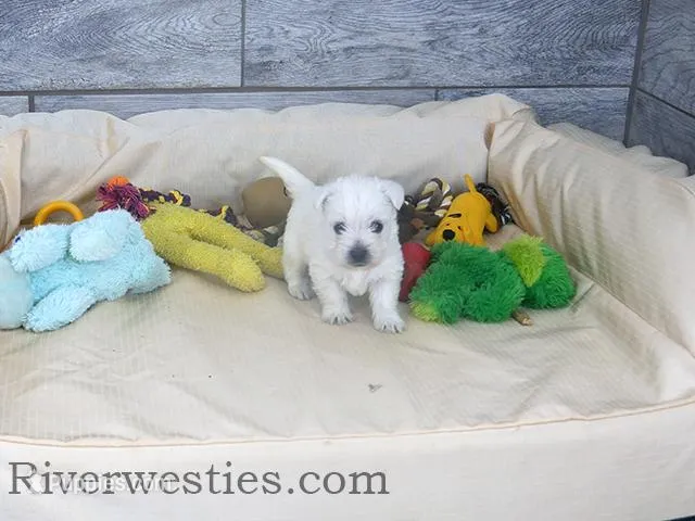 Bailey AKC – West Highland White Terrier puppy for sale in Ogden, UT