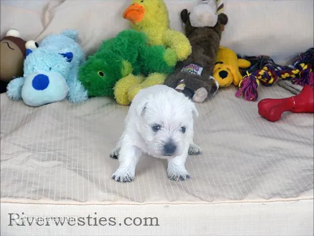 Bailey AKC – West Highland White Terrier puppy for sale in Ogden, UT