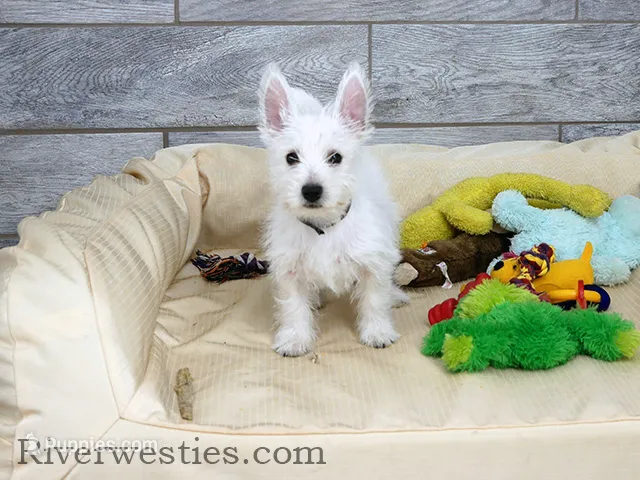 Harvey AKC – West Highland White Terrier puppy for sale in Ogden, UT