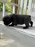 Filbert, a male French Bulldog for sale in Corbin, KY – 3 of 5