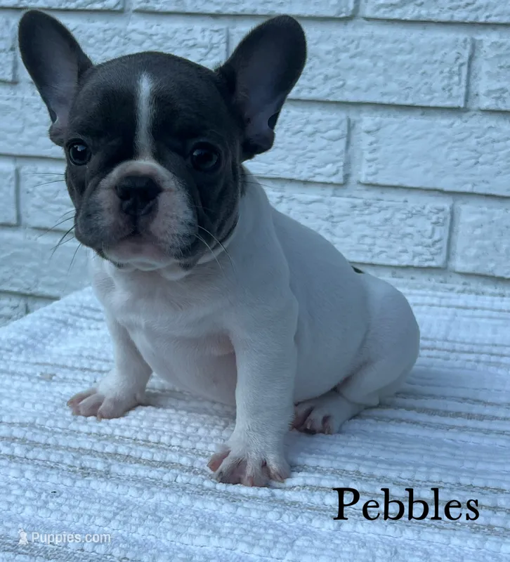 Pebbles – French Bulldog puppy for sale in Corbin, KY
