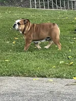 MCKinley, a female English Bulldog for sale in Corbin, KY – 4 of 5
