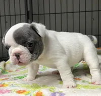 Olive, a female French Bulldog for sale in Corbin, KY – Photo 2 of 4