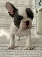 Olive, a female French Bulldog for sale in Corbin, KY – Photo 2 of 5