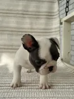 Olive, a female French Bulldog for sale in Corbin, KY – Photo 4 of 5