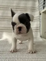 Olive, a female French Bulldog for sale in Corbin, KY – Photo 3 of 5