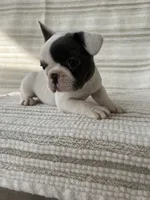 Olive, a female French Bulldog for sale in Corbin, KY – Photo 5 of 5