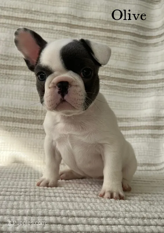 Olive – French Bulldog puppy for sale in Corbin, KY