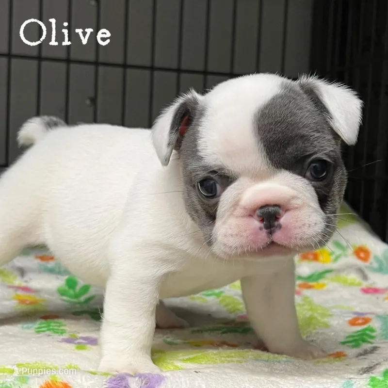 Olive – French Bulldog puppy for sale in Corbin, KY