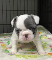 Olive, a female French Bulldog for sale in Corbin, KY – Photo 3 of 4