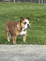 MCKinley, a female English Bulldog for sale in Corbin, KY – 5 of 5