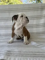 Ollie, a male English Bulldog for sale in Corbin, KY – 4 of 5