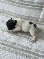 Pebbles, a female French Bulldog for sale in Corbin, KY – 3 of 5