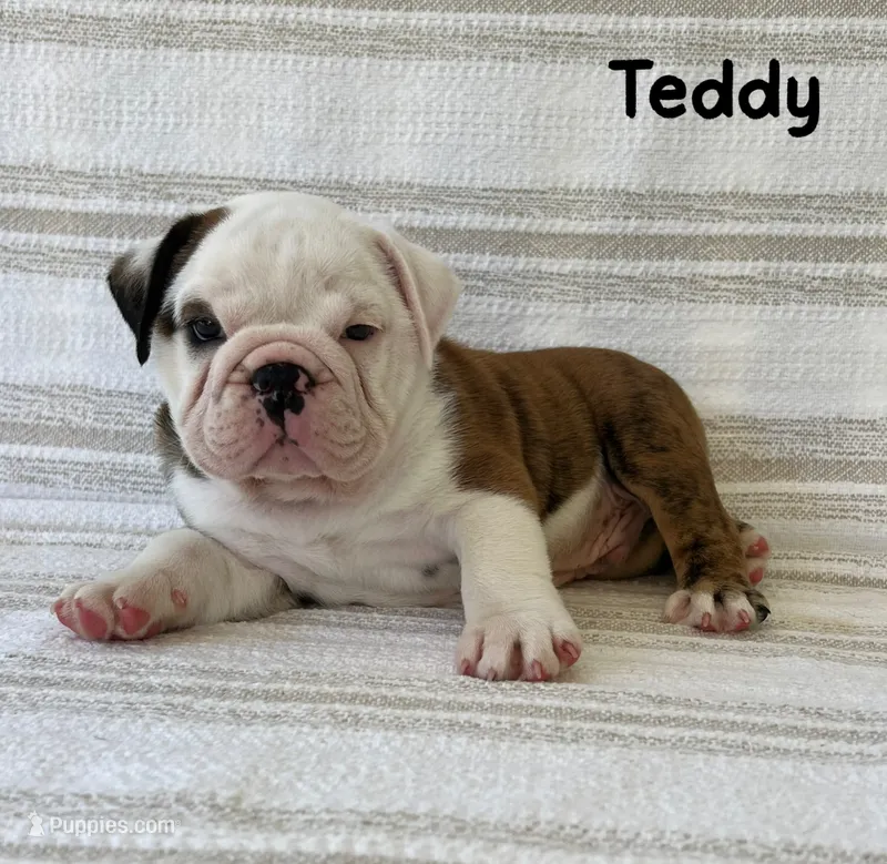 Teddy – English Bulldog puppy for sale in Corbin, KY