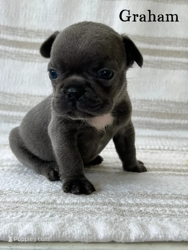 Graham  – French Bulldog puppy for sale in Corbin, KY