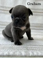 Graham , a male French Bulldog for sale in Corbin, KY – 1 of 4
