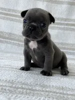 Graham , a male French Bulldog for sale in Corbin, KY – 3 of 4
