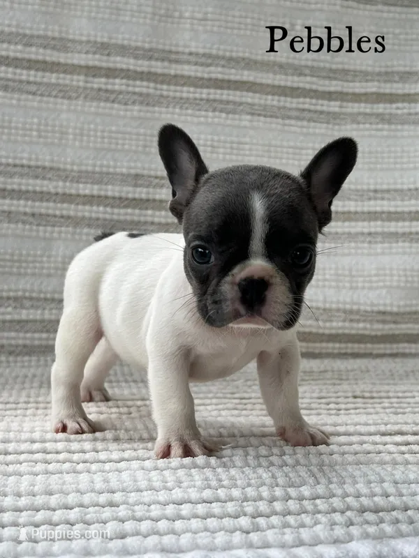 Pebbles – French Bulldog puppy for sale in Corbin, KY