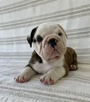 Teddy, a male English Bulldog for sale in Corbin, KY – 5 of 6