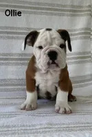 Ollie, a male English Bulldog for sale in Corbin, KY – 1 of 5