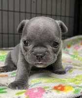 Emorie, a female French Bulldog for sale in Corbin, KY – Photo 4 of 4