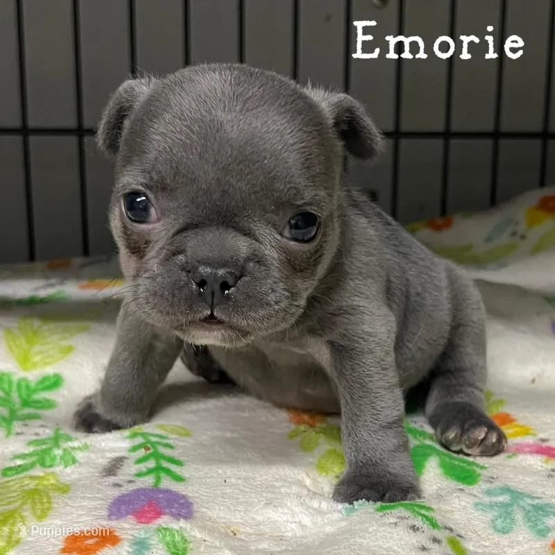 Emorie – French Bulldog puppy for sale in Corbin, KY