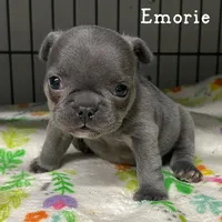 Emorie, a female French Bulldog for sale in Corbin, KY – Photo 1 of 4