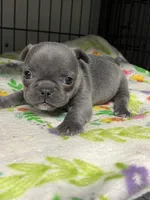 Emorie, a female French Bulldog for sale in Corbin, KY – Photo 3 of 4