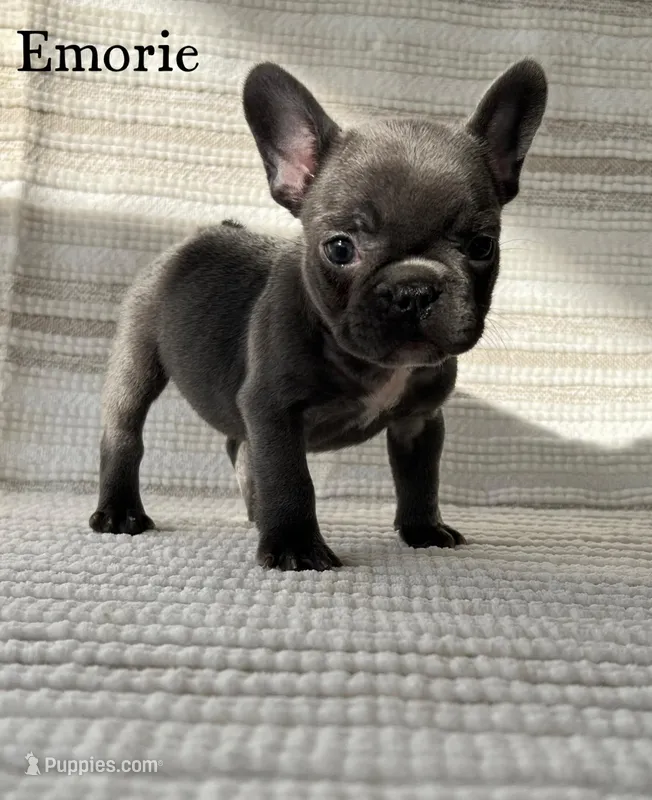 Emorie – French Bulldog puppy for sale in Corbin, KY